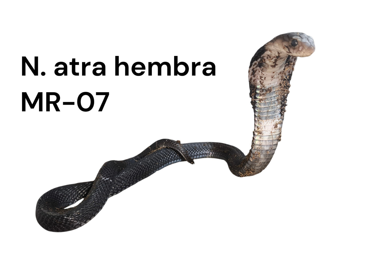 Cobra China MR-07