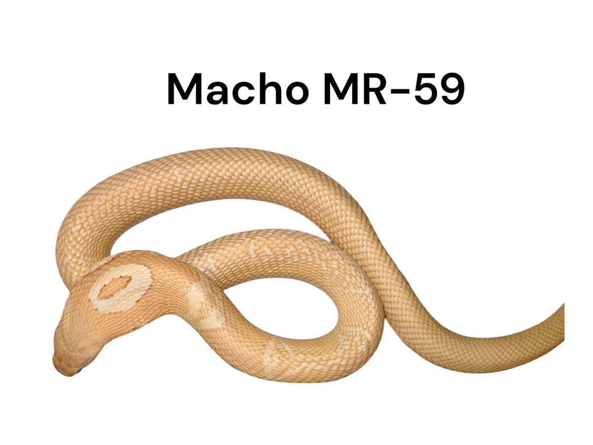 Cobra de monóculo MR-59