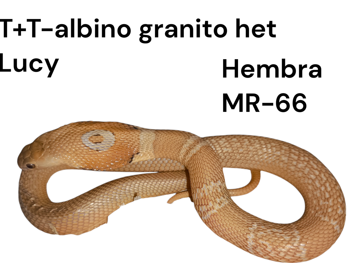Cobra de monóculo MR66
