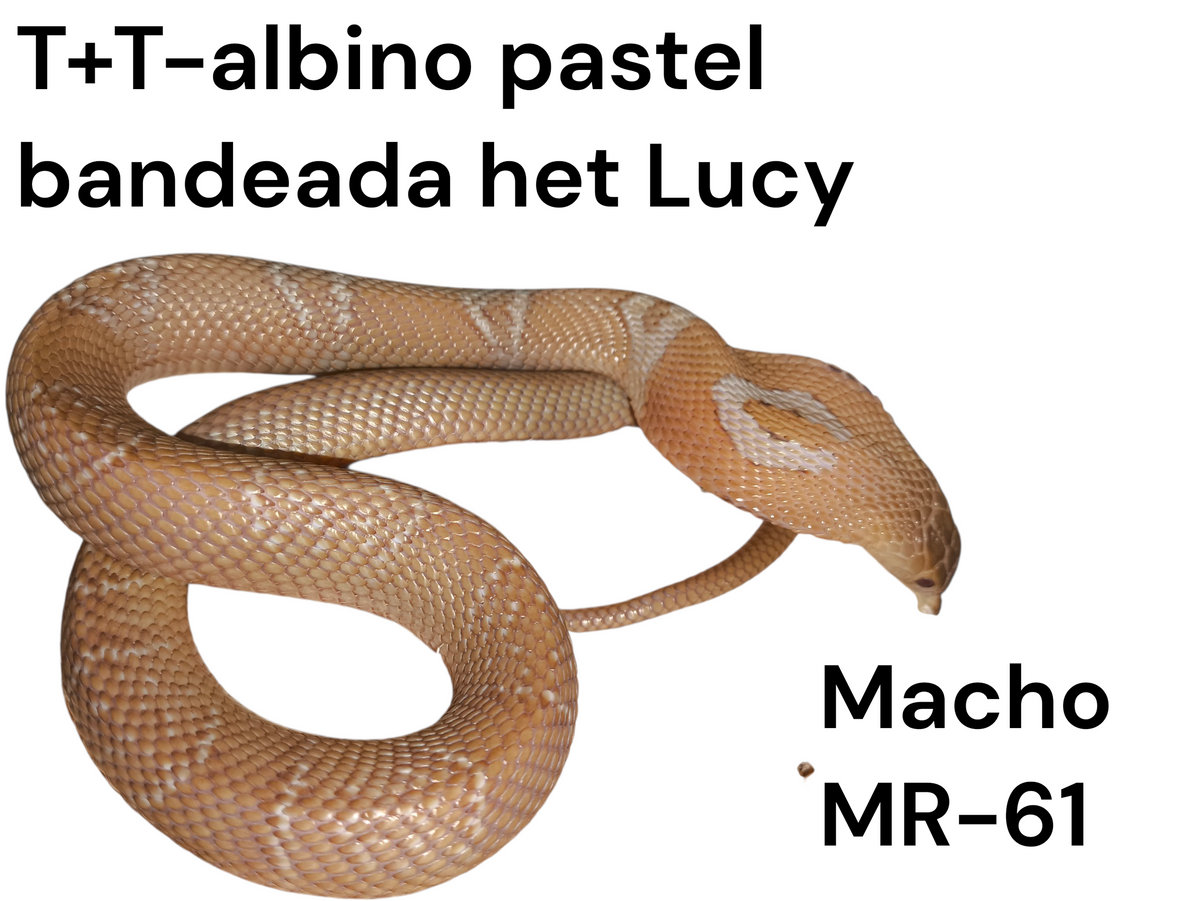 Cobra de monóculo MR61