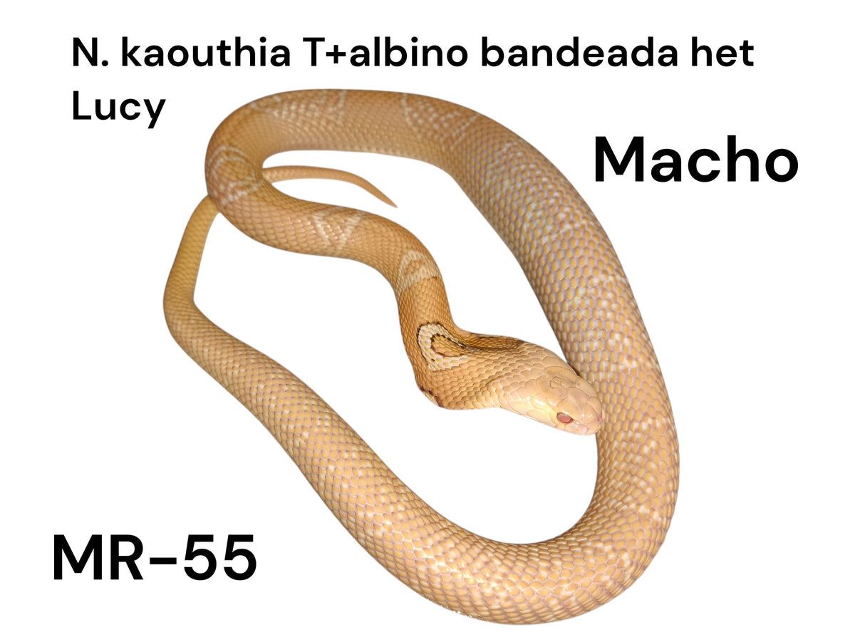 Cobra de monóculo MR55