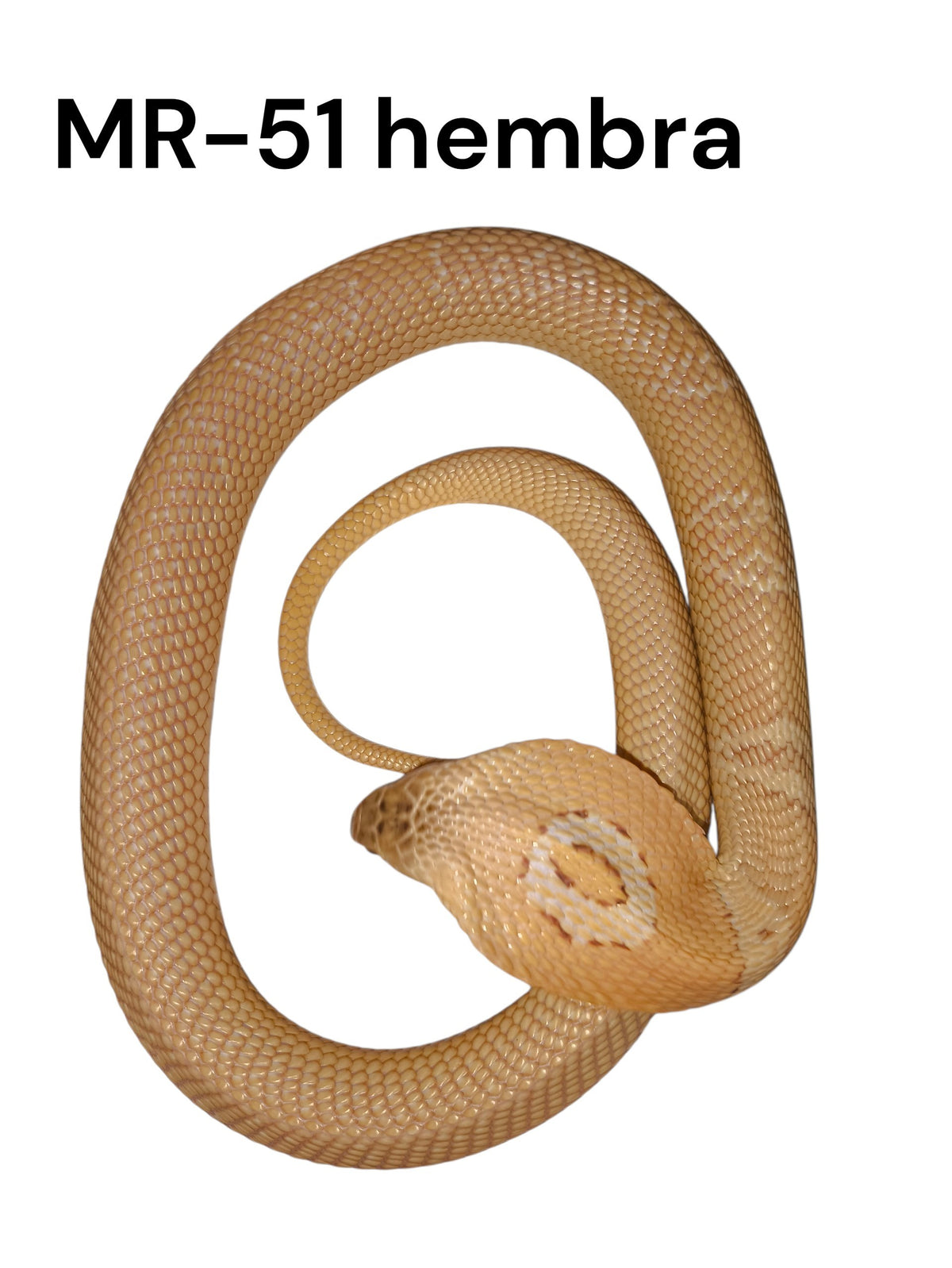 Cobra de monóculo MR-51