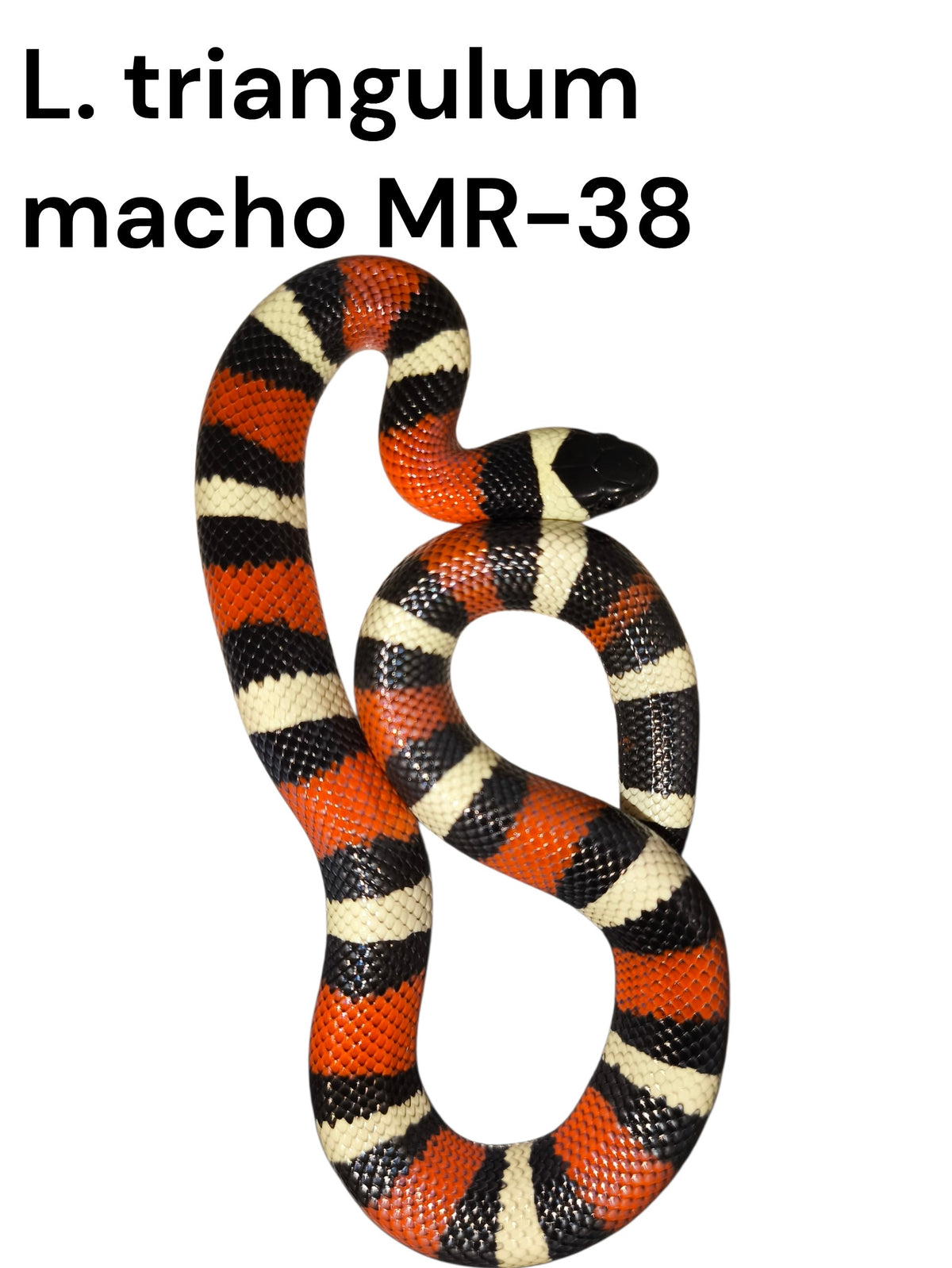 Falso coral MR-38