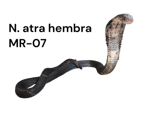 Cobra China MR-07