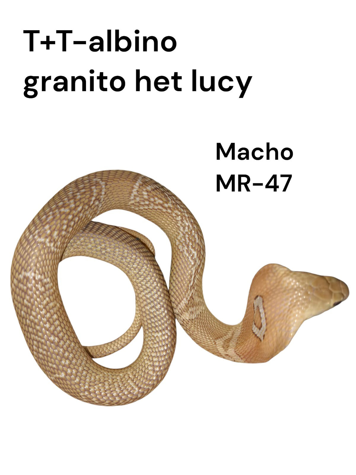 Cobra de monóculo MR47