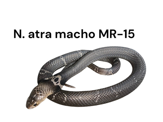 Cobra China MR-15
