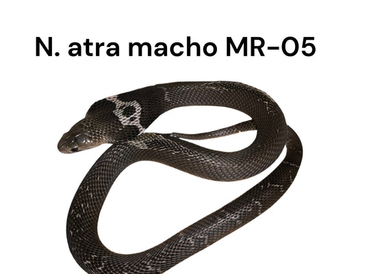 Cobra China MR-05