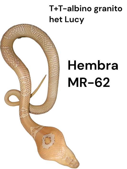 Cobra de monóculo MR62