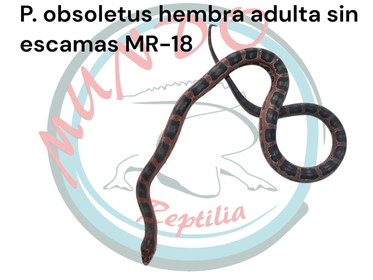 Ratonera de Texas sin escamas hembra MR-18