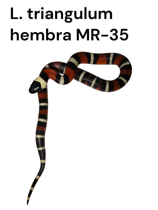 Falso coral MR-35