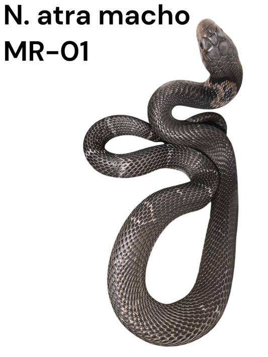 Cobra China MR-01