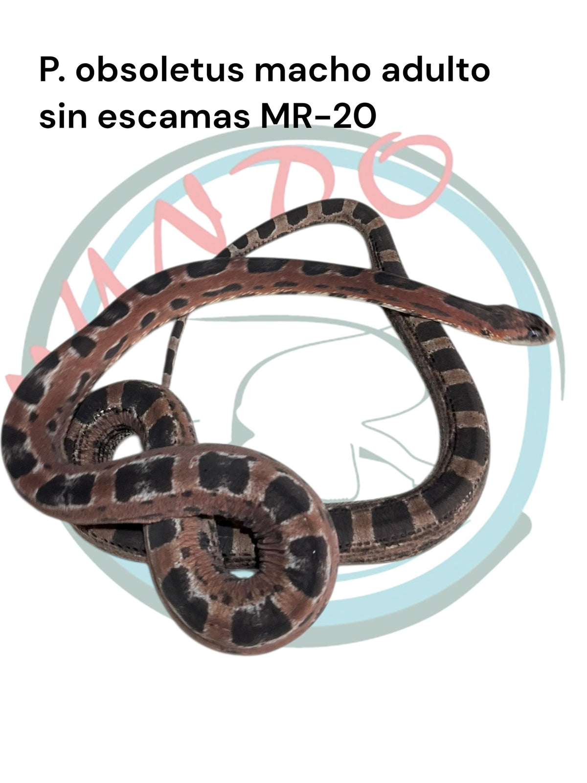Ratonera de Texas sin escamas MR-20