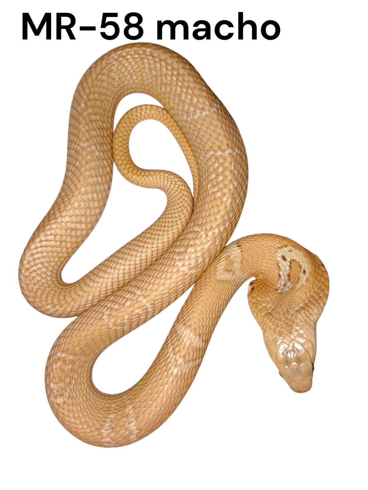 Cobra de monóculo MR-58