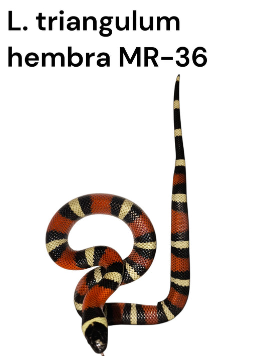 Falso coral MR-36